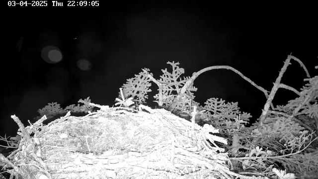 A dark, nighttime scene shows the top of a bird's nest made of twigs and branches, surrounded by evergreen foliage. The image has bright highlights from the moon or other light sources, with some blurred spots indicating light reflections. There are no animals visible. The timestamp in the upper left corner reads "03-04-2025 Thu 22:09:05."