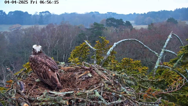 A brown eagle is perched on the edge of a large nest made of sticks and twigs. The eagle has a distinctive white head and is facing away from the camera. In the background, a misty landscape features a variety of trees with autumn foliage, where the colors range from green to muted browns and yellows. The scene is set on a cloudy, early morning with a gray sky. Time and date information is displayed at the top left corner of the image.