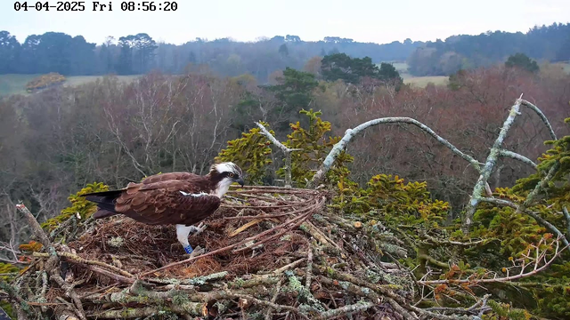 A large bird, likely an osprey, stands on a nest made of twigs and branches. The bird has a brown and white plumage and wears a colored band on one leg. The background features a hilly landscape with sparse trees and a muted sky, indicating early morning. The nest is positioned high in the trees, surrounded by foliage.