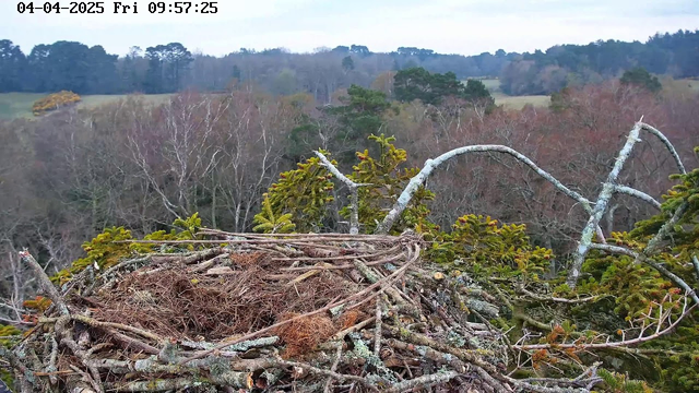A close-up view of a bird's nest made of twigs and branches, situated on a tree branch. The nest is empty and has some dried grass scattered inside it. Surrounding the nest are green and sparse foliage. In the background, there is a blurred landscape of bare trees and distant hills under a cloudy sky. The time and date are displayed in the upper left corner of the image: 04-04-2025, Friday, 09:57:25.