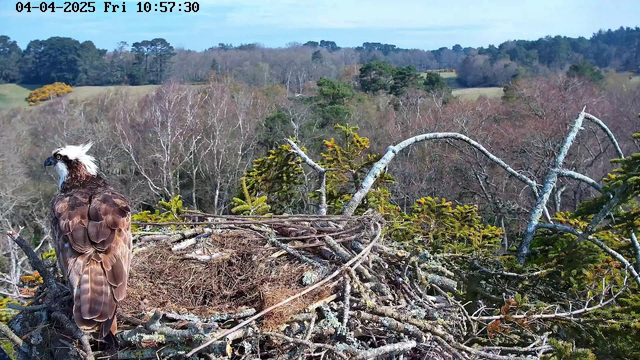 A large bird, possibly an osprey, stands on a nest made of twigs and branches. The bird has brown feathers with a white head and is facing to the left. In the background, there are trees with sparse foliage and a distant landscape of hills and fields. The sky is clear with a few clouds. The time and date are displayed in the upper left corner.