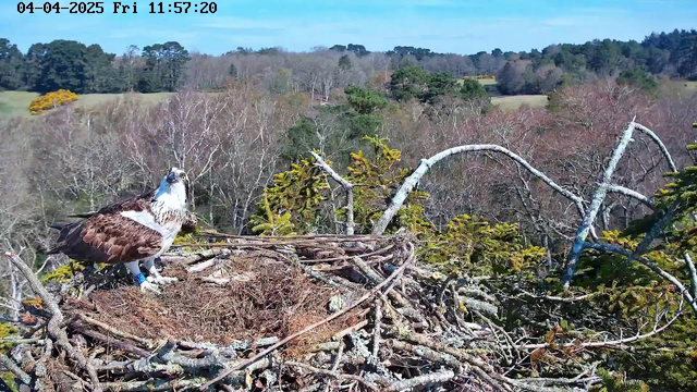 A large osprey is perched on a nest made of twigs and branches. The bird has a white head with dark markings and brown feathers on its body. It is looking upward, surrounded by a wooded landscape of trees, some barren and others green. In the background, gentle hills are visible under a clear blue sky. The scene is peaceful and natural, showcasing the bird in its habitat.