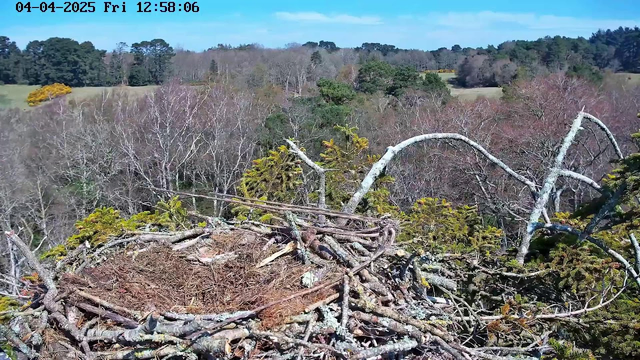 A bird's nest made of sticks and branches is prominently in the foreground. The nest is somewhat circular and contains some scattered twigs and leaves. In the background, there are trees with sparse leaves, indicating early spring. The sky is bright blue with a few clouds, and fields of greenery can be seen beyond the trees. The image captures a serene natural landscape with no visible animals.