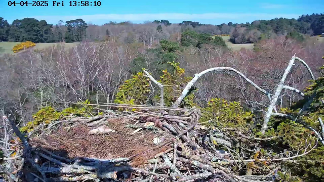 A natural landscape with a focus on a large bird's nest made of twigs and branches in the foreground. The nest is situated on a tree, surrounded by various shrubs and trees displaying a mix of brown and green foliage. In the background, a wide expanse of trees and fields stretches under a clear blue sky, indicating a sunny day. The time and date are displayed in the top left corner.
