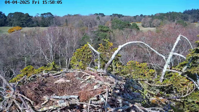A view from a webcam showing a large bird's nest made of sticks and branches, situated in a tree. The nest is surrounded by green foliage, with some areas of yellow and brown leaves visible. In the background, there are various trees, mostly leafless, indicating it might be early spring or autumn. The sky is clear and bright blue, with gentle sunlight illuminating the scene.