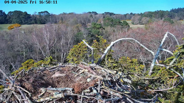 A view from a high vantage point showing a bird's nest made of twigs and branches, situated on a platform of foliage. The background features a landscape of trees and fields, with a mix of green and brown foliage, indicating early spring. The sky is clear and blue. The image is timestamped.