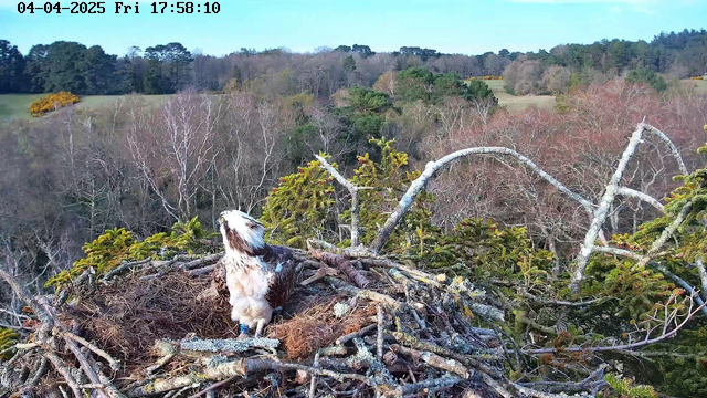 A perched bird is sitting in an intricately built nest made of sticks and twigs. The bird has a light-colored head with dark markings and a brown body. The background features a landscape of trees and fields, with patches of green foliage and sparse vegetation. The sky is clear with a hint of blue, and the time and date are displayed in the upper left corner.