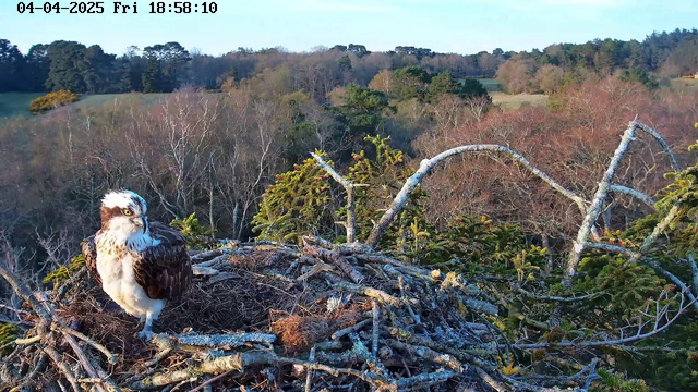 A close-up of an osprey perched on a nest made of twigs and branches. The bird has a white head with a dark crown and a speckled brown and white body. The background features a blurred landscape of trees and fields under a clear sky, indicating a peaceful, natural setting.