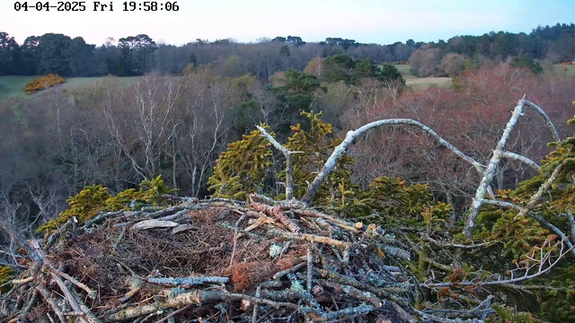 A close-up view of a bird's nest made of twigs and branches, situated on top of a tree. The nest is surrounded by sparse vegetation, including green pine-like foliage and bare trees in the background. The scene is set during a late afternoon with soft, natural lighting, and the landscape features gently rolling hills and a variety of tree colors, indicating early spring.