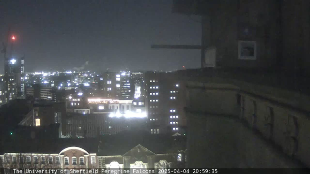 A night view from a webcam overlooking a cityscape. In the foreground, there is a ledge or wall with some texture. Below, multiple buildings are visible, illuminated by various lights, creating a glowing skyline. Some tall buildings with lit windows can be seen in the background. The sky is dark, and the atmosphere appears calm and quiet, signifying a nighttime scene. A timestamp and text at the bottom indicate this is a live feed from The University of Sheffield Peregrine Falcons.