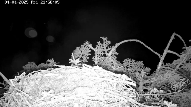 A nearly dark scene, with a mostly obscured nest made of twigs and branches at the center. Surrounding the nest are silhouettes of trees with thin, leafy branches reaching into the frame. The background is mostly black, creating a stark contrast. A timestamp is displayed in the top left corner indicating the date and time.
