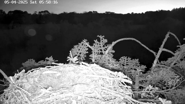A dark, monochromatic image showing a nest made of twigs and branches. The nest is in the foreground and appears dense with materials. Sparse branches and foliage are visible around the nest. The background features dark silhouettes of trees and hills, contributing to the nighttime ambiance. A timestamp in the upper left corner indicates the date and time: 05-04-2025, Sat 05:58:16.