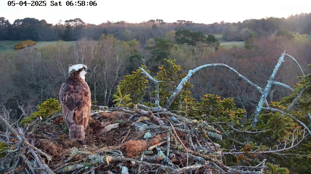 A large bird with brown feathers and a distinctive white head is standing on a nest made of twigs and branches. The nest is situated atop a tree, surrounded by green foliage and sparse trees in the background. The scene is set in the early morning, with soft natural light illuminating the landscape, which consists of hills and patches of trees.