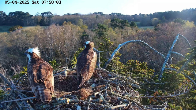 Two osprey birds are standing in a large nest made of twigs and branches. One osprey is facing slightly left, while the other is turned towards the right. The background features a landscape with soft hills and trees, indicating a serene natural setting. The sky is clear, suggesting it's morning. The date and time are displayed in the top corner of the image.