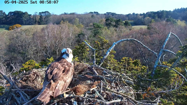 A bird of prey, likely an osprey, is perched on a nest made of twigs and branches. The bird has a distinctive white head and brown feathers on its body. In the background, there is a forested landscape with various shades of green and brown trees, indicating early spring. The sky is clear and bright, and the scene is illuminated by sunlight.
