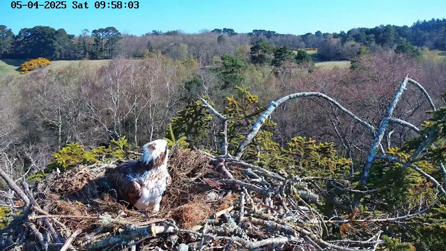 A large bird sits on its nest made of twigs and other materials. The bird has brown and white feathers and is facing the right side of the image. Surrounding the nest, there are green pine trees and sparse foliage, indicating a natural landscape. In the background, rolling hills and trees appear under a bright blue sky.