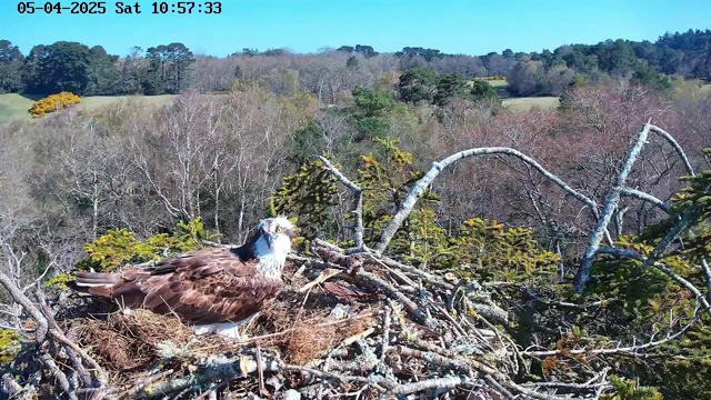 A large bird, resembling an osprey, is perched on a nest made of sticks and twigs. The bird has a predominantly brown and white plumage, with a distinctive pattern on its head. The background features a diverse landscape of trees in various shades of green and brown, interspersed with open fields under a clear blue sky. The scene conveys a tranquil natural setting on a sunny day.