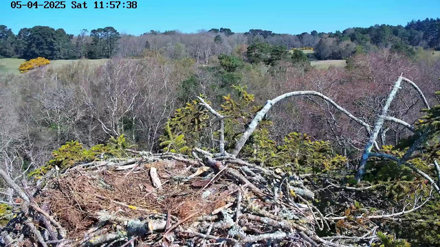 A bird's nest made of twigs and branches sits atop a tree branch. The background features a landscape of trees with varying shades of green and brown, indicating a mixture of evergreen and deciduous trees. The sky is clear and blue, with soft daylight illuminating the scene. The setting appears peaceful and natural, showcasing a rural area with farmlands visible in the background.