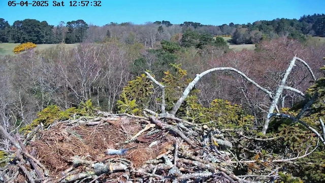 A bird's nest made of twigs and branches is situated on a high perch. The background features a landscape of trees in various shades of green and brown, with patches of grass and a blue sky overhead. The scene is bright and sunny, indicating daytime.