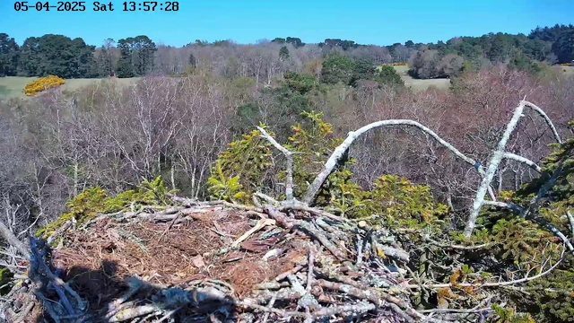 A view from a webcam shows a bird's nest made of twigs and branches, positioned on a tree branch. The background features a landscape with mostly bare trees, indicating early spring, and patches of greenery from bushes and evergreens. In the distance, a field can be seen, with hints of color suggesting blooming flowers. The sky is clear and bright blue, indicating sunny weather.