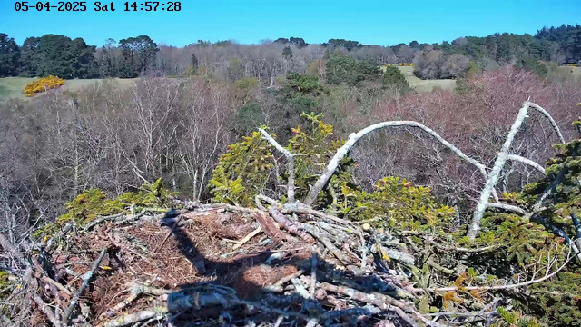 A high-angle view from a webcam showing a bird's nest made of twigs and branches, positioned on a flat surface. In the background, trees display a mix of bare branches and some evergreen foliage. The sky is bright blue with few clouds, indicating a clear day. The landscape features rolling hills and a patch of open field with some green grass.