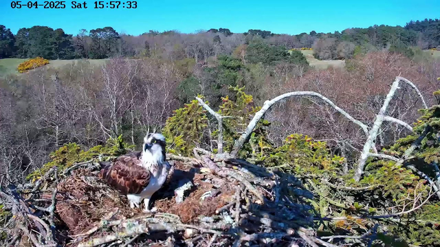A large bird, possibly an osprey, stands on a nest made of sticks and twigs. The bird has a brown and white plumage, with a distinctive white head and dark eyes. In the background, there are trees with autumn leaves and open fields, under a clear blue sky. The scene captures a natural environment, indicating the bird's habitat and surrounding landscape.