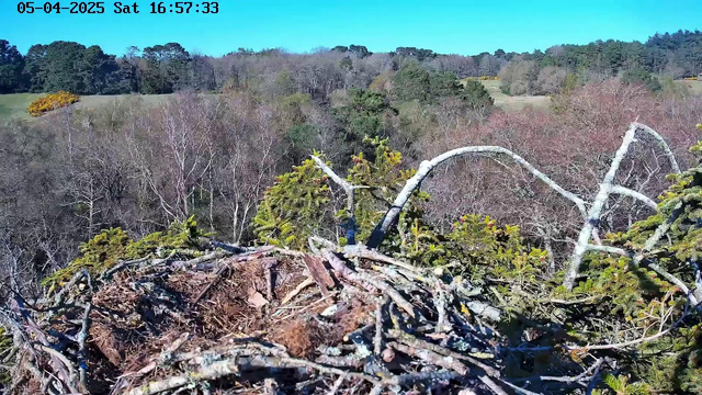 A bird's nest made of twigs and branches is situated at the center of the image. Surrounding the nest is a lush green landscape with dense trees in varying shades of green and brown. In the background, there is a clear blue sky. The setting indicates a peaceful natural environment, with hints of other vegetation visible in the distance.