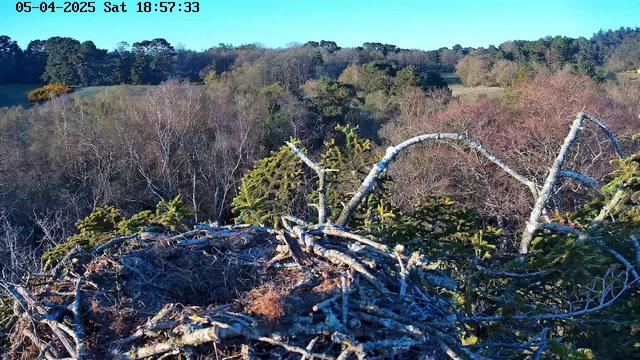 A view from a high vantage point overlooking a landscape of trees and fields. In the foreground, there is a large nest made of twigs and branches, with some grass scattered around. The background features a variety of trees, with some displaying autumn foliage in shades of brown and green, and a clear blue sky above. The scene is peaceful and natural, indicative of a rural setting.