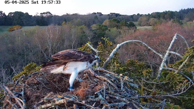 A bird, possibly an osprey, is standing on a nest made of twigs and branches. The bird has brown and white feathers with distinct markings. Its feet are visible, with a blue band on one leg. Surrounding the nest, there are various trees and a landscape of lush green vegetation in the background, indicating a natural setting. The sky is clear, and the scene appears to be during the late afternoon or early evening.