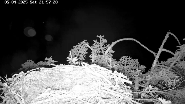 The image shows a dark, nighttime scene with a nest made of twigs and branches in the foreground. There are some leaves and greenery partially visible, but the overall scene is dimly lit, with an almost black background. The timestamp at the top indicates the date and time as May 4, 2025, at 21:57:28.