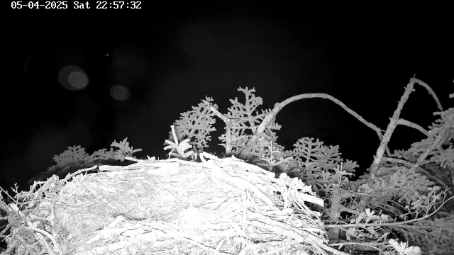 A dark scene with a partially visible nest made of twigs and branches, surrounded by indistinct foliage. The image appears to be captured at night, with minimal light, and includes some light reflections in the upper portion. A date and time stamp is present at the top left corner, indicating the image was taken on April 5, 2025, at 10:57 PM.