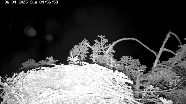 A night-time image captured by a webcam shows the top of a nest made of twigs and branches, surrounded by various leafy plants. The background is mostly dark. The timestamp at the top indicates the date and time: June 4, 2025, at 4:56 AM. There are faint light spots, possibly indicating reflections or distant objects.