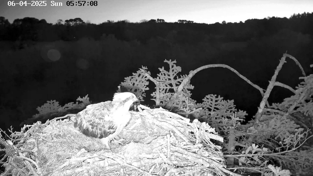 A bird sits on a nest made of twigs and branches, surrounded by a dark, blurred background of trees. The scene is in black and white, suggesting early morning or dusk lighting. The bird has a light belly and darker feathers on its back and wings, and appears alert. The time and date displayed in the corner indicate it is early Sunday morning, June 4, 2025.