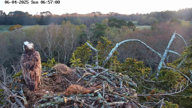 A large bird, likely an eagle, stands on a nest made of twigs and branches. The bird has dark brown feathers with a white head and is facing away from the camera. In the background, there is a lush landscape with a variety of trees in different shades of green and brown, indicating early morning light. The scene conveys a tranquil natural setting, with the sky gradually brightening as the sun rises.
