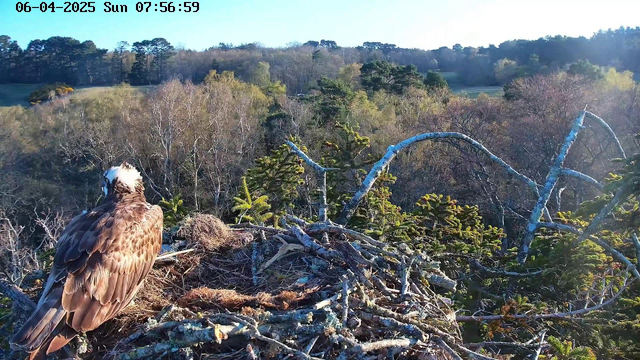 A close-up of a bird, likely an osprey, perched on the edge of a nest made of sticks and twigs. The bird has a brown body with lighter feathers on its head and is facing away from the camera. In the background, a scenic view of trees and a hillside is visible, with the sun shining and casting soft light. The scene is peaceful, indicating early morning.
