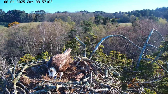 A close-up view of a large bird, possibly an eagle or hawk, standing in its nest, which is made of branches and twigs. The background features a landscape of trees and fields under a clear blue sky. The scene is illuminated by sunlight, highlighting the textures of the bird's feathers and the surrounding foliage. There are various shades of green from the trees and hints of yellow and brown in the distant landscape.