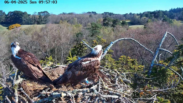 Two ospreys are perched on their nest, which is made of twigs and sticks. The surrounding landscape features various trees in the background, with varying shades of green and brown. The sky is bright blue, and the scene is well lit, indicating a sunny day.