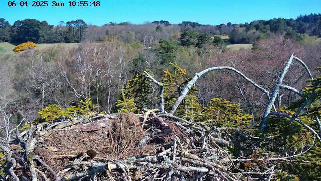 A view from a high vantage point shows a large bird's nest made of twigs and branches. The nest is situated on a tree, surrounded by greenery. In the background, there are hills with a mix of trees, some still have leaves, while others are bare. The sky above is clear and blue, indicating a sunny day. A timestamp in the top corner indicates the date and time.
