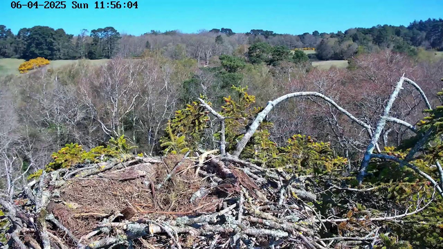 A close-up view of a bird's nest made of twigs and branches, situated on top of a tree. The nest is surrounded by some green pine needles and other foliage. In the background, there are trees with shades of green and brown, indicating a forest environment under a clear blue sky. The scene conveys a tranquil natural setting during daylight.