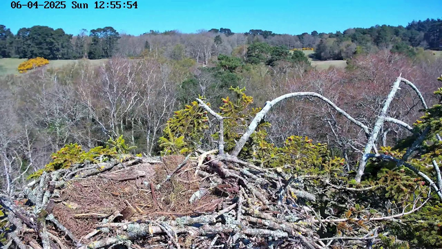 A bird's nest made of twigs and branches is positioned at the foreground, central in the image. Beyond the nest, a diverse landscape of trees stretches out, featuring a mix of deciduous and evergreen trees. The trees in the background have a variety of colors, indicating early spring foliage. The sky is clear and blue, with the sunlight illuminating the scene. The time and date displayed in the top left corner indicate it is Sunday, June 4, 2025, at 12:55 PM.