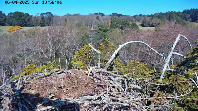 An image of a natural landscape featuring an empty bird's nest made of twigs and branches. The nest is situated on a tree branch, with green foliage surrounding it. In the background, there are various trees, some bare and others with greenery, indicating a mix of seasons. The sky is clear and bright blue, and there are patches of yellow flowers in the distance. The scene conveys a tranquil outdoor environment, likely during daytime.