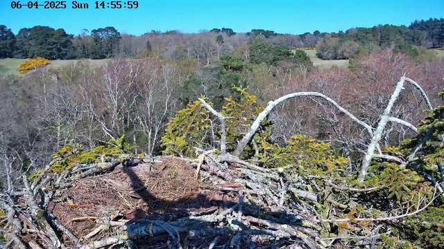 A wide view of a landscape showing a nest made of twigs and branches atop a tree. The nest is situated in the foreground, while the background features a mix of bare trees and greenery under a clear blue sky. Some patches of bright yellow flowers are visible in the distance, indicating springtime. The scene is bright and sunny.