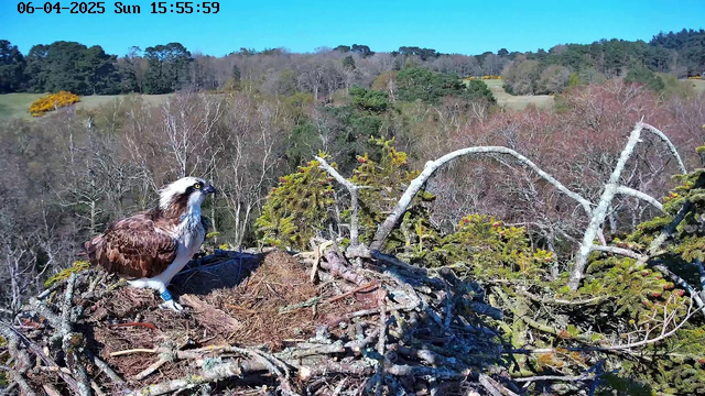 An osprey is perched on a nest made of twigs and branches, set against a backdrop of trees and open fields under a clear blue sky. The bird has brown and white feathers and is facing slightly to the left. The landscape surrounding the nest includes patches of green grass and bushes, with some areas showing yellow flowers.