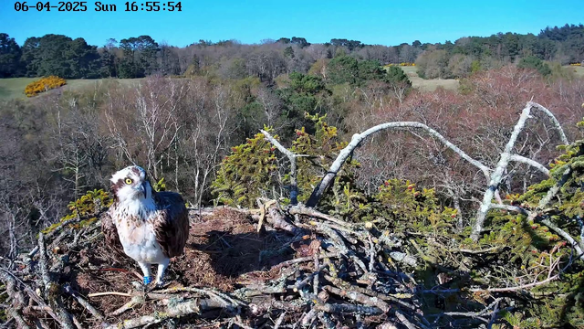 A close-up of a bird, likely an osprey, standing in its nest made of twigs and branches. The bird has a white head with dark markings, a brown and white body, and one leg marked with a band. The background features a view of trees and fields under a clear blue sky, with some green foliage and patches of color from flowering plants. The time and date are displayed at the top of the image.