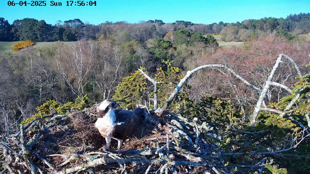 A bird, likely an osprey, stands on a nest made of twigs and branches. The bird has a white head with dark markings, a dark brown body, and is surrounded by a natural landscape. The background features trees with a mix of green and brown foliage, suggesting a rural setting. The sky is bright blue with no clouds. The time and date at the top indicate it is Sunday, June 4, 2025, at 17:56.