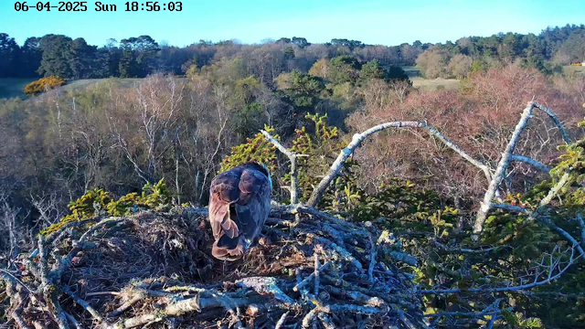 A bird of prey is perched in a nest made of twigs and branches, surrounded by a lush landscape of trees with varying shades of green and brown. In the background, rolling hills and a clear blue sky are visible. The bird has brown feathers with lighter patches and is facing away from the camera, standing on the edge of the nest, which is located high in a tree. The scene captures a tranquil moment in nature.