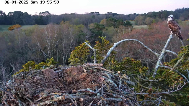 A webcam image shows a large bird, an osprey, perched on a branch to the right of a nest made of twigs and dried vegetation. The nest is round and is situated among green foliage and trees. The background features a landscape of trees with a mix of green leaves and bare branches, indicating early spring. The sky is light, suggesting early evening.