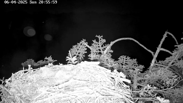 A dark scene with a close-up view of a nest made of branches and twigs. The background is mostly black, indicating low light conditions. There are some green leaves and small plants visible around the nest, partially silhouetted against the dark backdrop. The upper part of the image features faint, blurred light spots, hinting at ambient light sources.