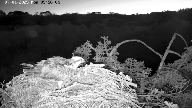 A dark, monochrome image shows an osprey perched on a nest made of sticks and twigs. The background features outlines of trees against a darker landscape. The scene appears to be captured in low light, suggesting early morning hours. A timestamp in the corner indicates the date and time as July 4, 2025, at 5:56 AM.