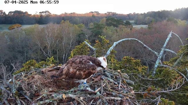 A brown and white osprey is perched on a nest made of twigs and branches, surrounded by a forest of trees in the background. The scene is tranquil, with a soft morning light illuminating the landscape, which includes patches of green foliage and the bare branches of trees. The nest is situated high in a tree, providing a view of the serene environment below.
